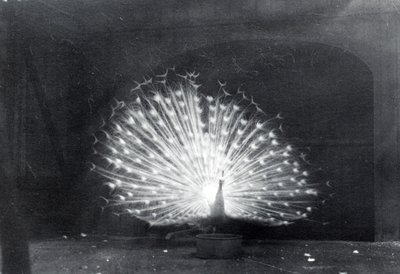 White Peacock by Frederick William Bond